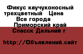 Фикус каучуконосный трехцветный › Цена ­ 500 - Все города  »    . Приморский край,Спасск-Дальний г.